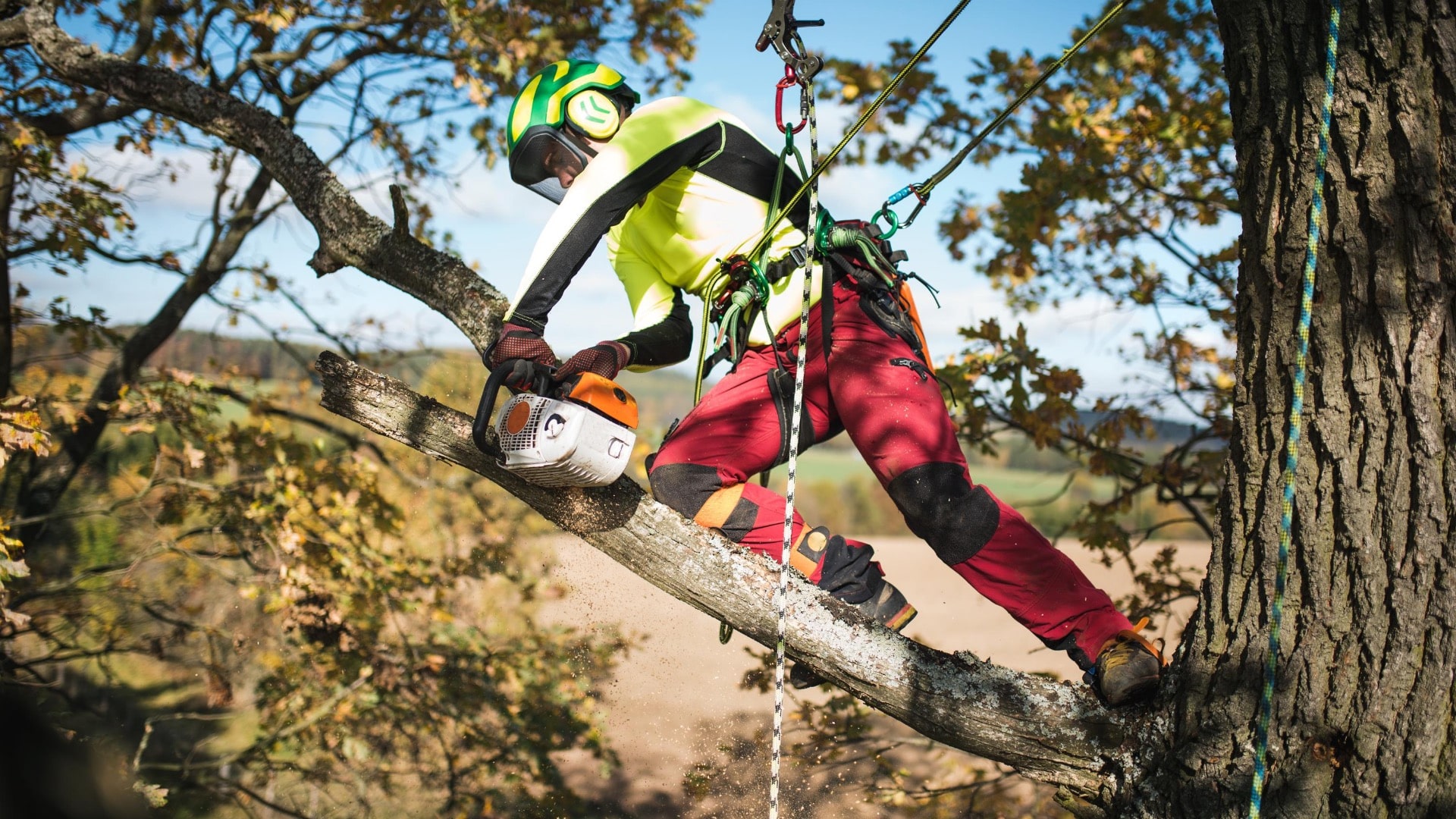 Carolina Tree Removal Pros of Princeton Image